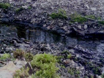 Stream flowing through woods.