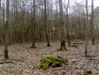 Tree stump surrounded by a rough circle of trees.